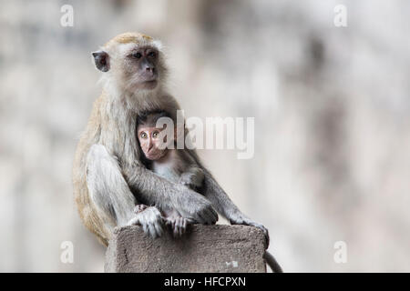 Ein Makaken-Weibchen liegt bei der Fütterung ihres Babys bei Batu Caves Hindu-Tempel in Kuala Lumpur, Malaysia Stockfoto