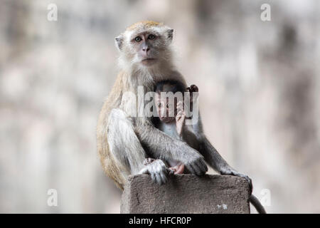 Ein Makaken-Weibchen liegt bei der Fütterung ihres Babys bei Batu Caves Hindu-Tempel in Kuala Lumpur, Malaysia Stockfoto