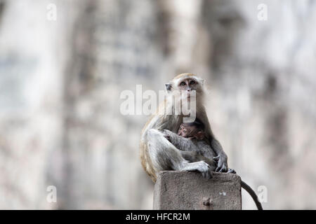 Ein Makaken-Weibchen liegt bei der Fütterung ihres Babys bei Batu Caves Hindu-Tempel in Kuala Lumpur, Malaysia Stockfoto