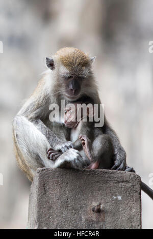 Ein Makaken-Weibchen liegt bei der Fütterung ihres Babys bei Batu Caves Hindu-Tempel in Kuala Lumpur, Malaysia Stockfoto