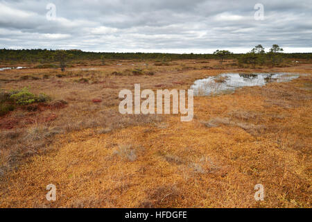 Moor-Landschaft im Herbst Stockfoto