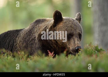 Brauner Bär im Wald ausruhen. Portrait von brauner Bär. Bär closeup. Bär mit Mücken. Stockfoto