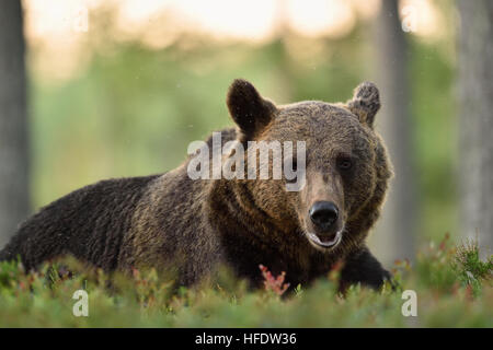 Braunbär im Wald ausruhen. Braunbär Nahaufnahme. Braunbär-Porträt. Bär mit Mücken. Stockfoto