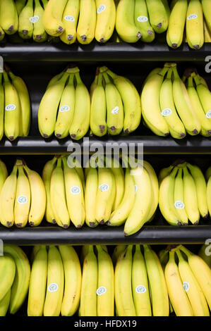 Die Trauben reifen gelben Bananen auf den Verkauf in den Tesco Supermarkt Superstore, Aberystwyth Wales UK (am Tag Eröffnung des Ladens 24. November 2016) Stockfoto