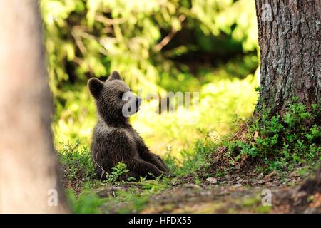 Brown Bear Cub ruht im Wald Stockfoto