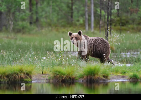 Brauner Bär neben Teich in einem Moor Stockfoto