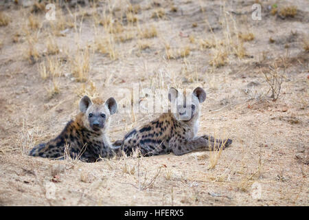 Zu junge gefleckte Hyäne junge ergeben sich aus ihrer Höhle. Kruger National Park, Südafrika. Stockfoto