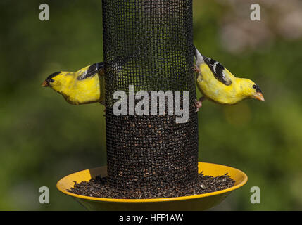 Zwei amerikanische Stieglitze Barsch auf einen Hinterhof Futterhäuschen Mariendistel Samen essen. Stockfoto