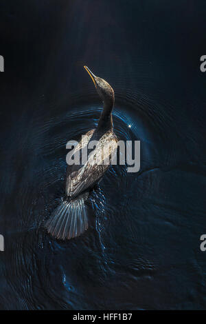 Porträt einer Doppel-crested Kormoran-schwimmen in einem Schacht auf dem Ammonoosuc River in Lissabon, New Hampshire, USA. Stockfoto