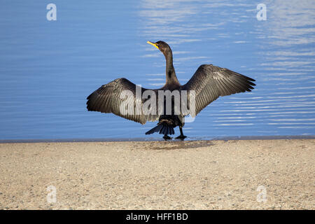 Ein Doppel-crested Kormoran Phalacrocorax Auritus steht mit Flügeln Sonnen und trocknen seine Federn. Stockfoto