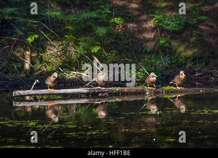 Weibliche Stockente Enten, Anas Platyrhynchos, sonnen sich auf einem Baumstamm in einem kleinen Wald Moor-Teich. Stockfoto