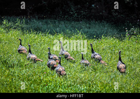 Eine Herde von wilde Truthähne, Meleagris Gallopavo Silvestris, machen ihren Weg durch ein Feld hohem Gras in New Hampshire. Stockfoto