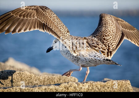 Juvenile Silbermöwe, Larus Argentatus, mit unreifen Gefieder Färbung und Zeichnung. Stockfoto
