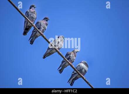 Fünf Rock Tauben, Columba Livia, Barsch auf eine obenliegende Telefon-Draht. Stockfoto