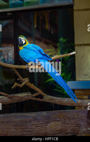 Blaue und gelbe Ara, Ara Ararauna, thront auf einem Ast in einem Zoo in den Philippinen. Stockfoto