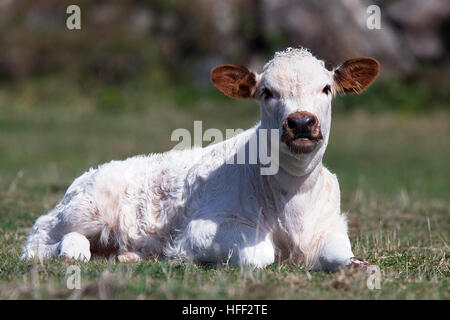 English Longhorn-Rinder, Kalb sitzt auf Rasen, Cornwall, England, UK. Stockfoto