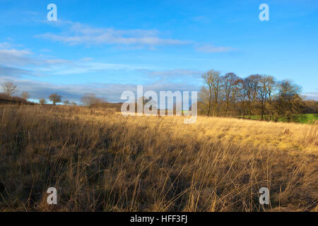 Trockene Gräser in eine Winterlandschaft in den Yorkshire Wolds mit Wäldern und Hecken unter blauem Himmel mit weichen Wolkenmuster. Stockfoto