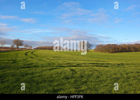 Grüne Winter Getreidefelder mit Wald und Hecken in Yorkshire Wolds Landschaft unter blauem Himmel mit weichen Wolken. Stockfoto
