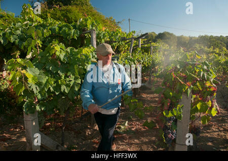 Ein Landwirt arbeiten in einem Weinberg, Celanova, Orense Provinz, Region Galicien, Spanien, Europa Stockfoto