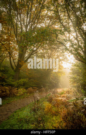 Blick entlang des Waldes Pfad auf einem nebligen Herbstmorgen. Eine schöne Landschaft in Alice holt Wald. Stockfoto