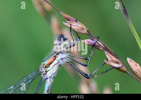 Emerald Damselfly, bekannt auch als gemeinsame spreadwing Stockfoto