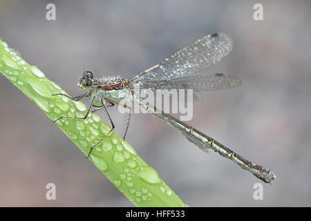 Emerald Damselfly, bekannt auch als gemeinsame spreadwing Stockfoto