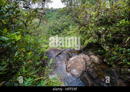 Alexandra fällt, ein Teil des Black River Gorges, Mauritius. Stockfoto