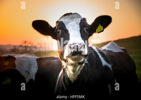 eine neugierige schwarze und weiße Kuh, die neugierig in die Kamera schaut Stockfoto