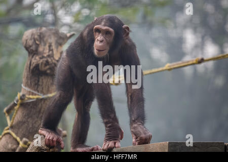 Baby Schimpanse Affe zu Fuß auf einem Holzbrett in einem Zoo in Indien. Stockfoto