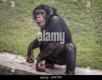 Schimpansen Tiere in einem Zoo in Kalkutta. aus nächster Nähe erschossen. Stockfoto