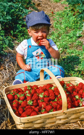 Ein zwei Jahre Alter Jungen ein Zugführer Hut sitzt in der Nähe einen großen Korb Erdbeeren kaute auf eine saftige Beere. Stockfoto