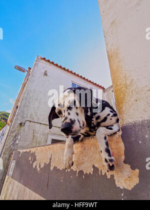 Portugal, Azoren, Corvo, Dalmatiner in Vila Corvo. Stockfoto