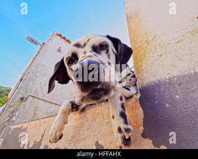 Portugal, Azoren, Corvo, Dalmatiner in Vila Corvo. Stockfoto