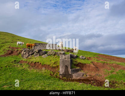 Portugal, Azoren, Corvo, Kühe auf den grünen Feldern. Stockfoto