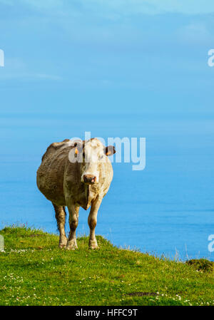 Portugal, Azoren, Kuh auf Corvo Insel. Stockfoto