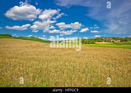 Goldene Heu-Feld in grünen Agrarlandschaft von Prigorje Region in Kroatien Stockfoto