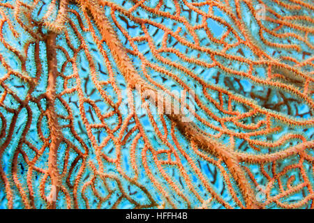 Nahaufnahme-weichen Korallen riesige Gorgonien oder Gorgonie fan Koralle (Subergorgia Mollis) Rotes Meer, Sharm El Sheikh, Sinai-Halbinsel, Ägypten Stockfoto
