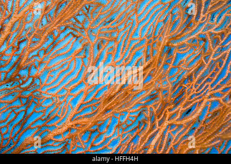 Nahaufnahme-weichen Korallen riesige Gorgonien oder Gorgonie fan Koralle (Subergorgia Mollis) Rotes Meer, Sharm El Sheikh, Sinai-Halbinsel, Ägypten Stockfoto