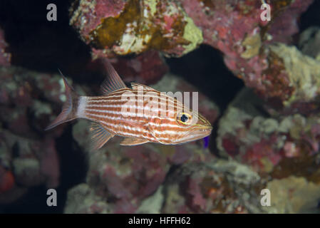 Largetoothed Cardinalfish, Pacific Tigers Kardinalbarschen oder Big-toothed Kardinal (Cheilodipterus Macrodon) vor dem Hintergrund eines Korallenriffs, rot se Stockfoto