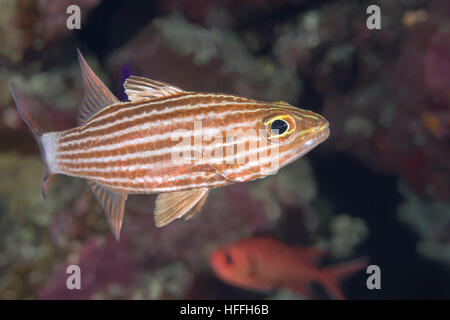 Largetoothed Cardinalfish, Pacific Tigers Kardinalbarschen oder Big-toothed Kardinal (Cheilodipterus Macrodon) vor dem Hintergrund eines Korallenriffs, rot se Stockfoto