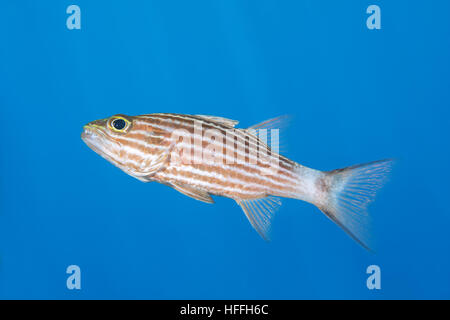 Largetoothed Cardinalfish, Pacific Tigers Kardinalbarschen oder Big-toothed Kardinal (Cheilodipterus Macrodon) auf blauem Hintergrund, Rotes Meer, Sharm El Sheikh, Stockfoto