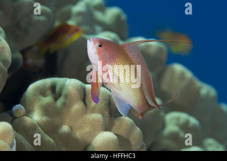 Männliche Meer Goldie, Lyretail Coralfish, Lyretail Anthias oder Scalefin Anthias (Pseudanthias Squamipinnis) vor dem Hintergrund eines Korallenriffs, Rotes Meer Stockfoto