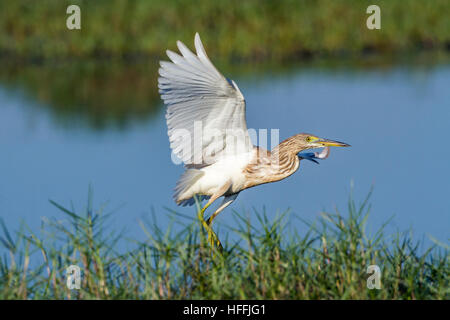 Indischen Teich Heron in Arugam Bay Lagune, Sri Lanka; Specie Ardeola Grayii Familie Ardeidae Stockfoto