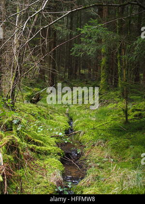 Strom kommt aus dem Wald Stockfoto