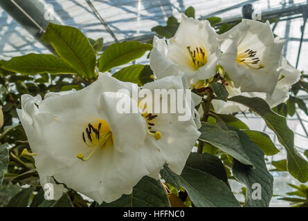 Foto von großen weißen Blüten mit einem Hauch von gelb. Lage - Rhododendron Arten Botanischer Garten. Stockfoto