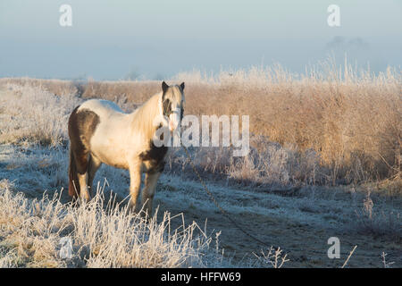 Gypsy Horse in den nebligen Winterfrost auf einem Cotswold Straßenrand. Cotswolds, Gloucestershire, England Stockfoto