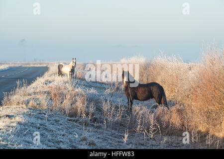 Zigeuner Pferde in den nebligen Winterfrost auf einem Cotswold Straßenrand. Cotswolds, Gloucestershire, England Stockfoto