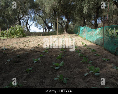 Kohl wächst im Gemüsebeet im Garten in Korfu Griechenland Stockfoto