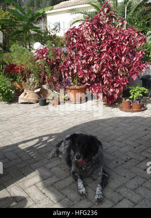 Schöner Mischling Hund faulenzen im Schatten im griechischen Patio-Garten Stockfoto