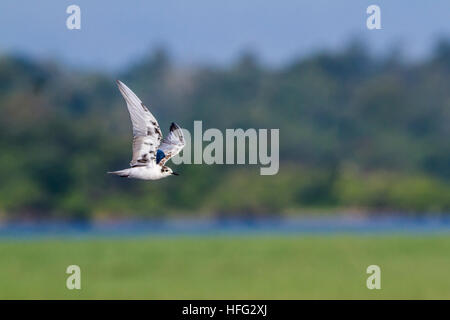 Weissbart Seeschwalbe in Arugam Bay Lagune, Sri Lanka; Specie Chlidonias Hybrida Familie Laridae Stockfoto